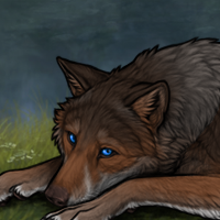Wolf Headshot