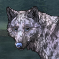 Lavender TII 5m merle cut Headshot