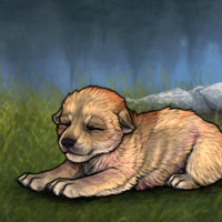 cNew Runt Puppy Headshot