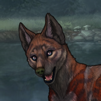 Sell Rufous Hurricane M Headshot