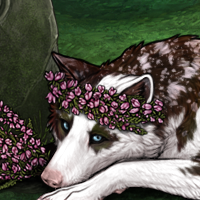 Wolf Headshot