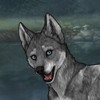 Gray Wolf Headshot