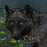 Wolf Headshot