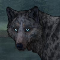 G2 white merle blueschist Headshot