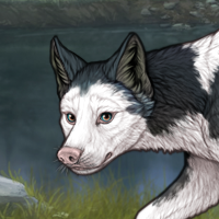 Piebald Frontal F Headshot