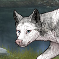 Piebald frontal Headshot