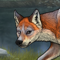 Het eyed fox Headshot