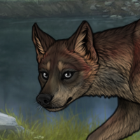 Wolf (MALE) Headshot