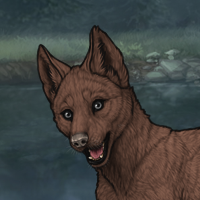 Male Dark Fawn 0m Headshot