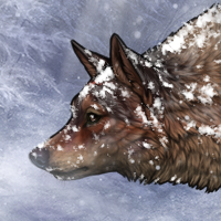Wolf Headshot