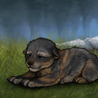 New Puppy Headshot