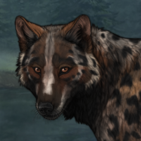 Badger Bark Headshot