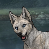 melchior 7m - husky Headshot