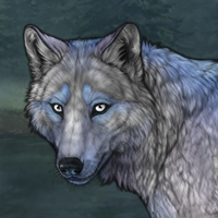 Cottoncandy Winterwolf Headshot