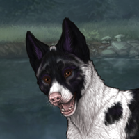 Spdagi piebald Headshot