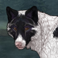 Spdagi piebald Headshot