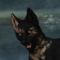 Mottled shep Headshot