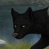 Greyback Headshot