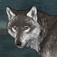 Wolf 14 F HC Headshot