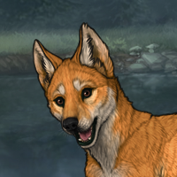 Dingo Headshot