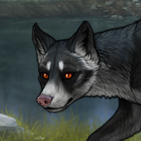 Nocturne / Fox Headshot