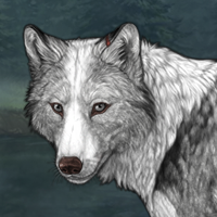 Wolf Headshot
