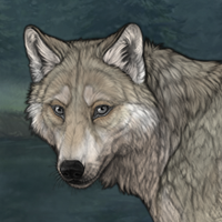 Gray wolf 6m Headshot