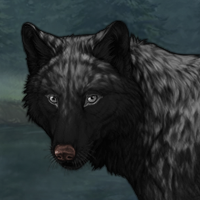 Wolf Headshot