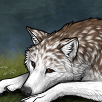 Wolf Headshot