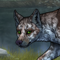 Nightchill black merle Headshot