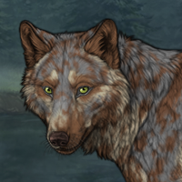 Brown merle patches 83% Headshot
