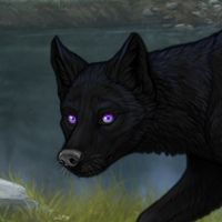 [C]Black 2M Lunisolar 371 Headshot