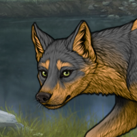 Wolf That Hunts Its Prey Headshot