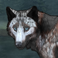 Wolf Headshot