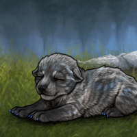 Haven pup 3 enclave Headshot