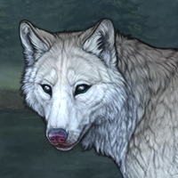 Male wolf Headshot