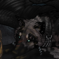 Wolf Headshot