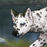 619 dalmatian Headshot