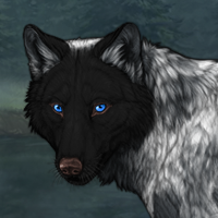 Wolf Headshot