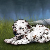 642 dalmatian Headshot