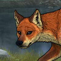 Female Fox Headshot