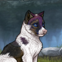 Color Piebald: Biewer 8m Headshot