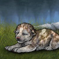 New Runt Puppy Headshot