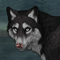 Husky Headshot