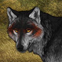 Wolf Headshot