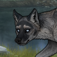 husky grulla keep? Headshot