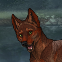 sell female red pup 1 Headshot