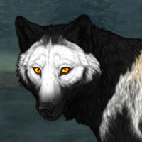 Wolf Headshot