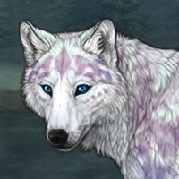 Northernlight Winterwolf Headshot