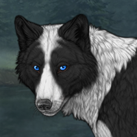 Collie Headshot